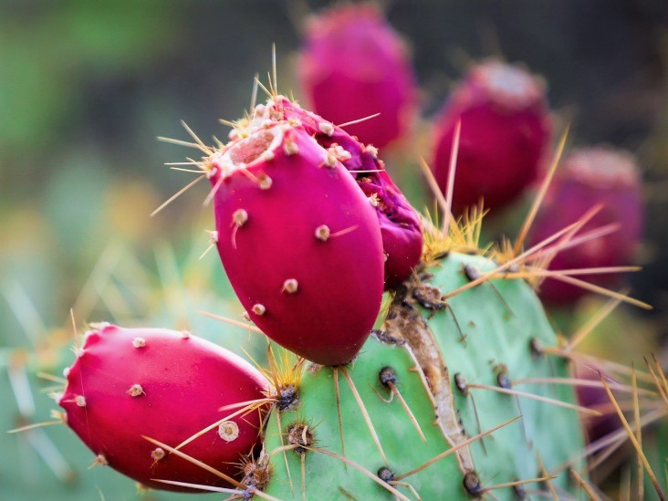 Cactus Fruiit 3 _2_